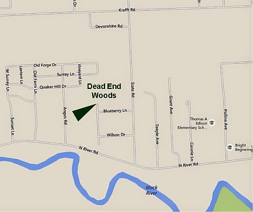Dead End Woods