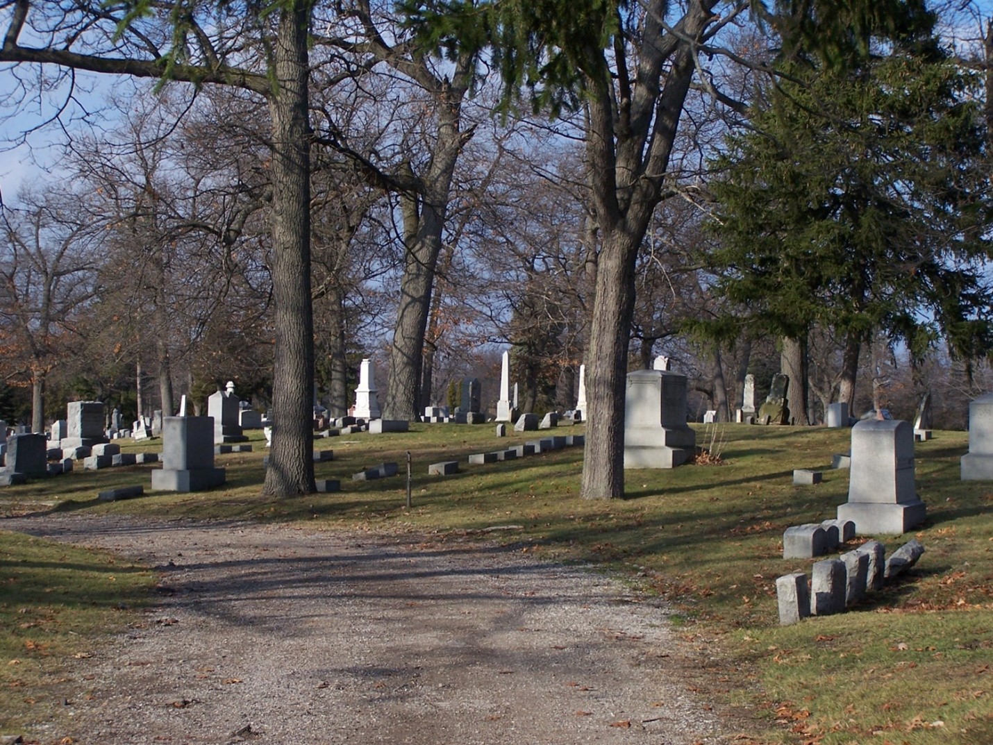 Black Oaks on an ancient beach ridge at Lakeside Cemetery in Port Huron.