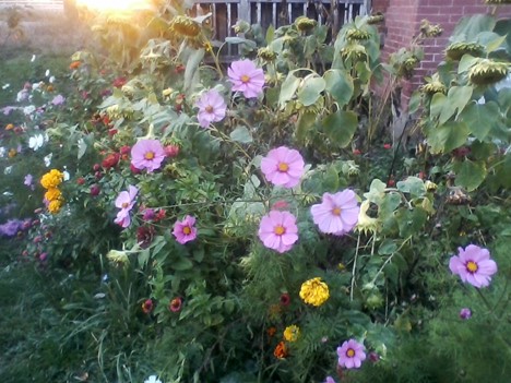 The new flower garden with sunflowers at the TLC office