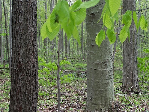 Dead End Woods Sanctuary